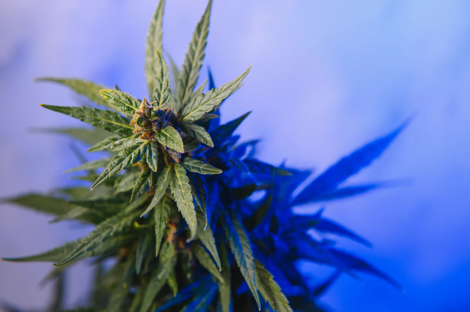 Cannabis plant on blue background